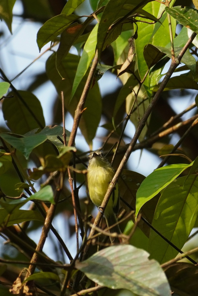 Yellow Tyrannulet - ML617247401