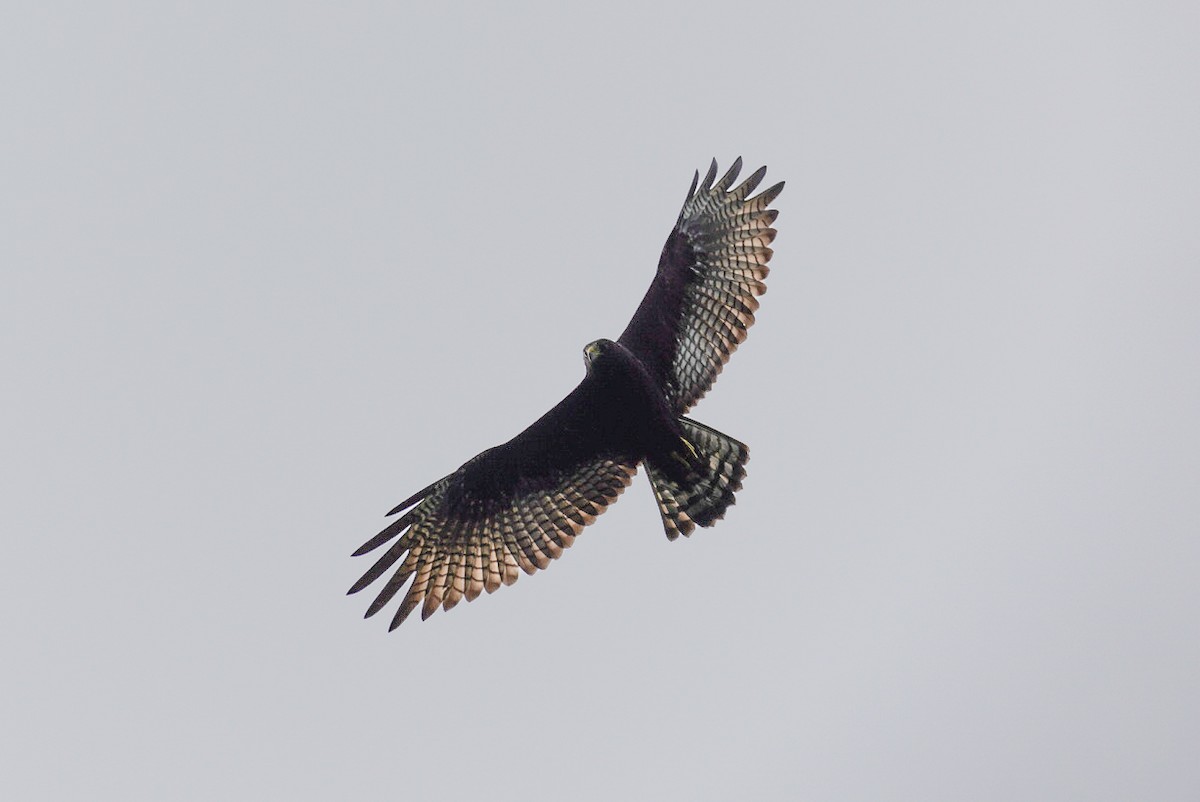 Roadside Hawk - ML617247423