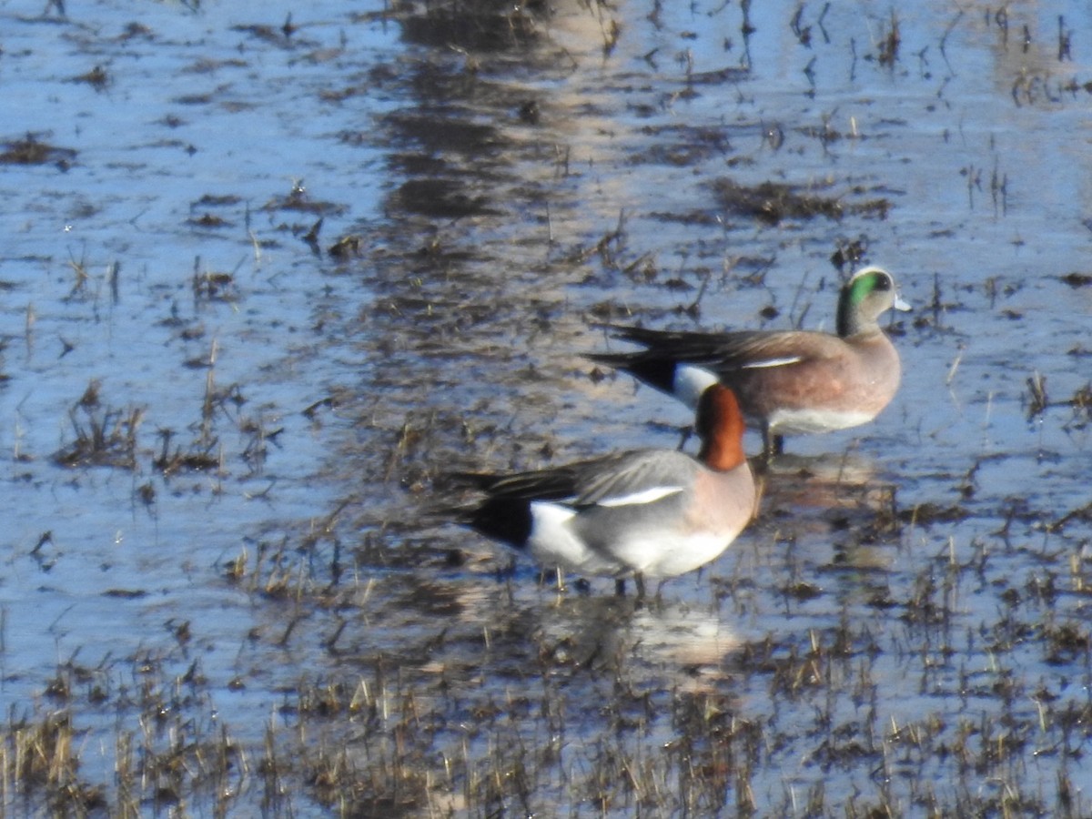 Eurasian Wigeon - ML617247426