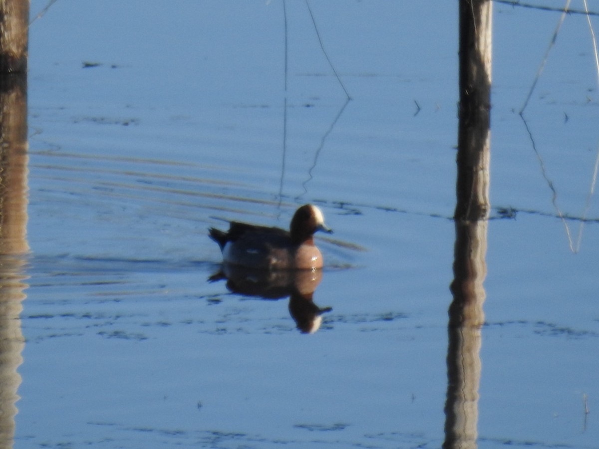 Eurasian Wigeon - ML617247427