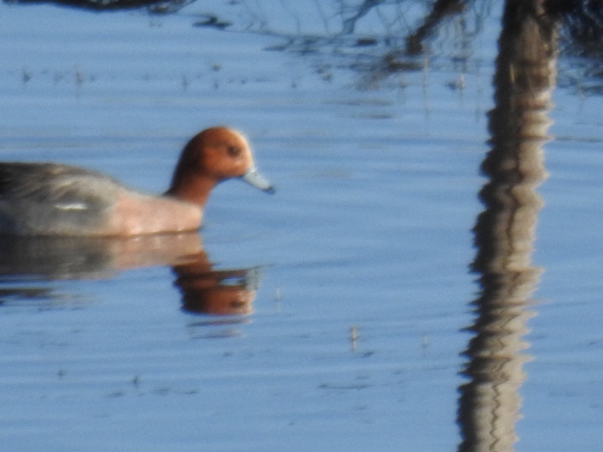 Eurasian Wigeon - ML617247428