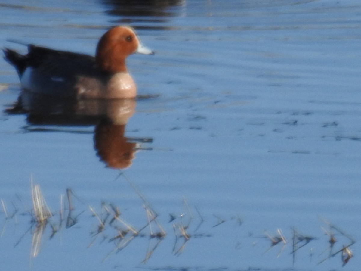 Eurasian Wigeon - ML617247429