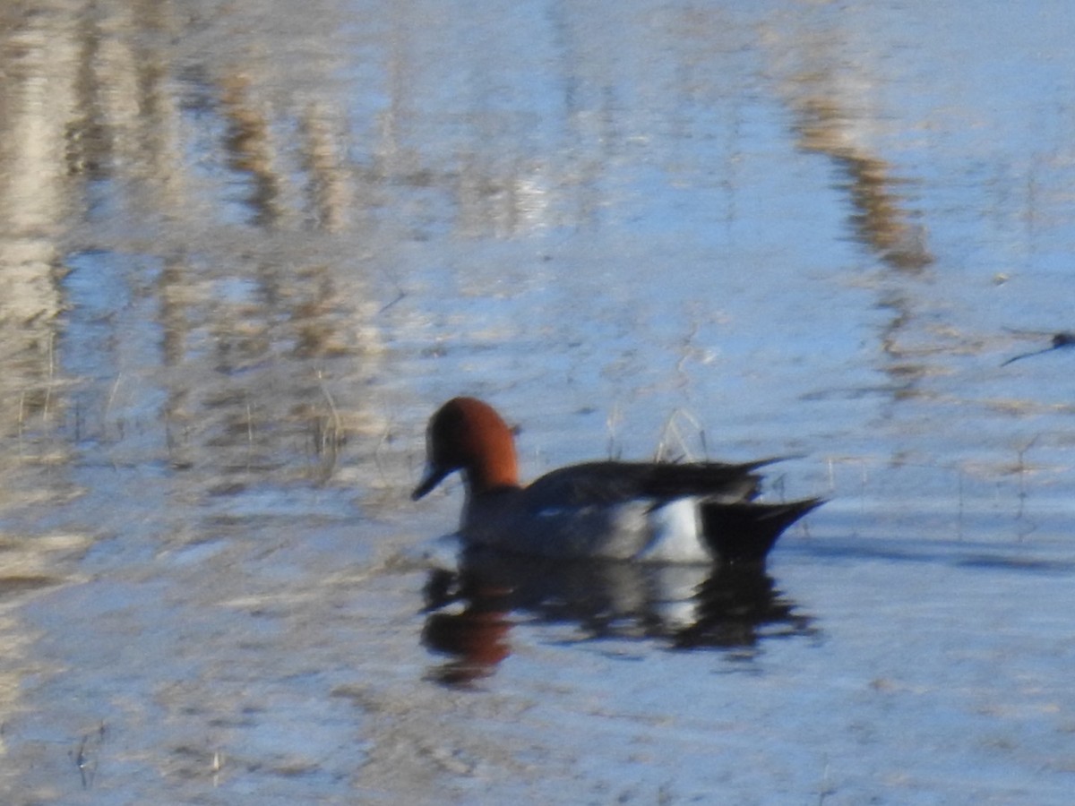 Eurasian Wigeon - ML617247430