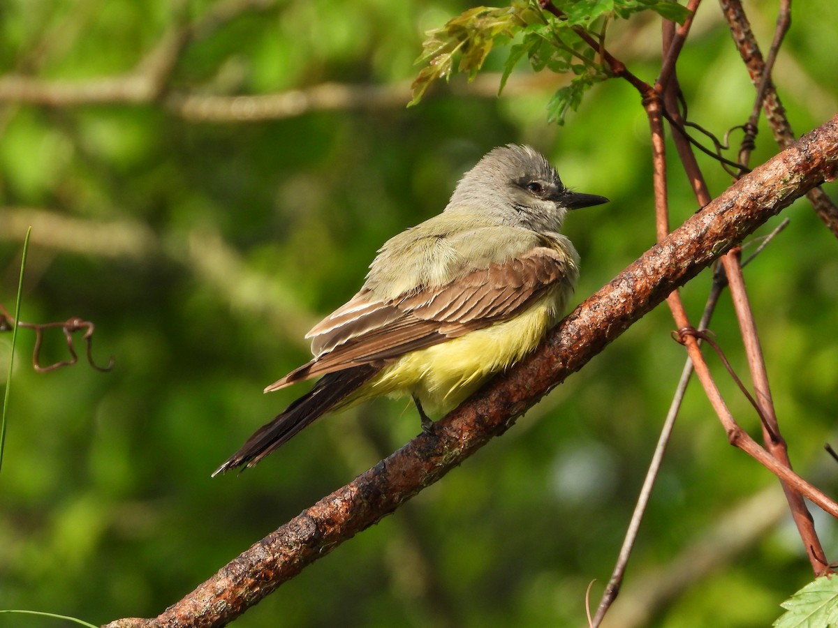 Cassin's Kingbird - ML617247437