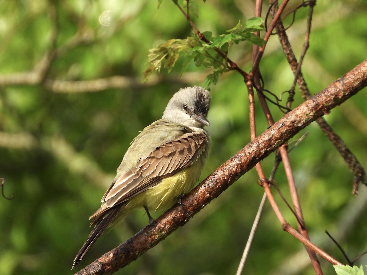 Cassin's Kingbird - ML617247438