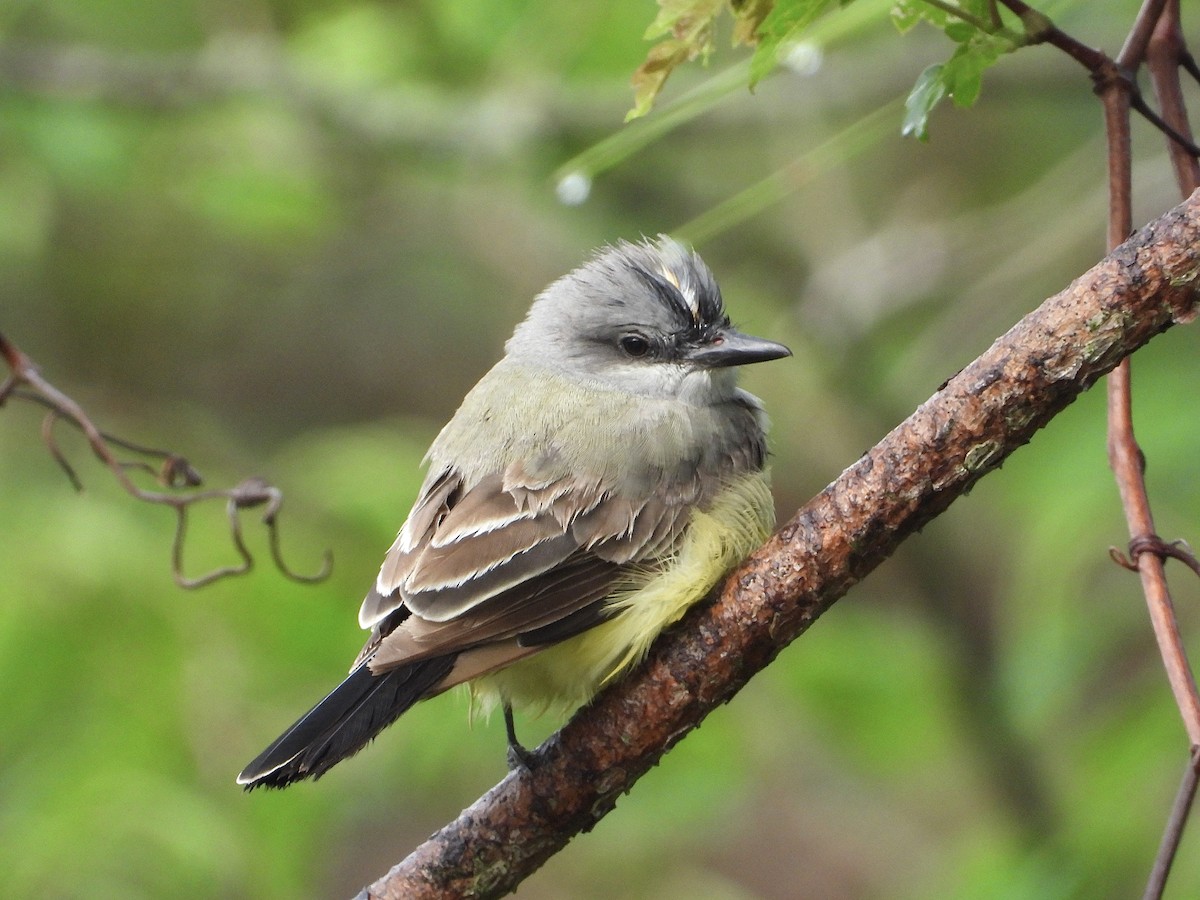 Cassin's Kingbird - ML617247440