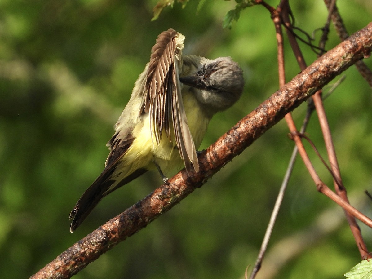 Cassin's Kingbird - ML617247441