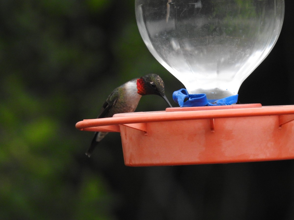 Ruby-throated Hummingbird - ML617247444