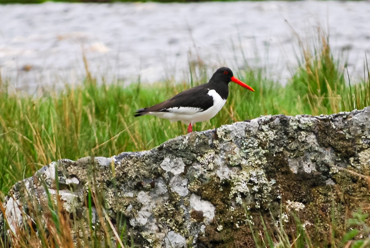 Eurasian Oystercatcher - ML617247447