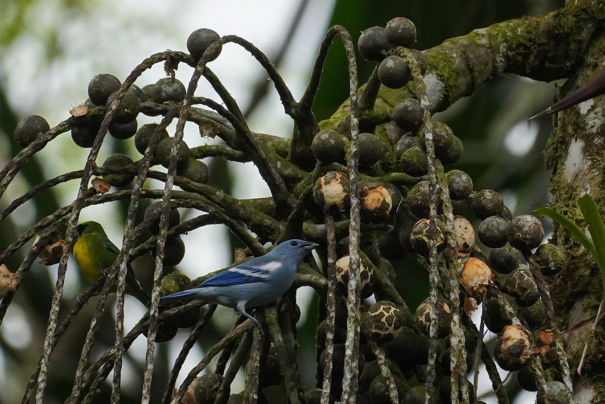 Blue-gray Tanager - Paul von Dewitz