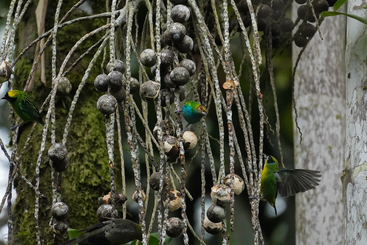 Bay-headed Tanager - ML617247478