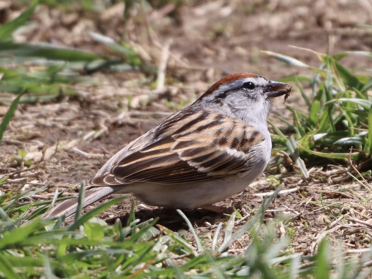 Chipping Sparrow - ML617247483