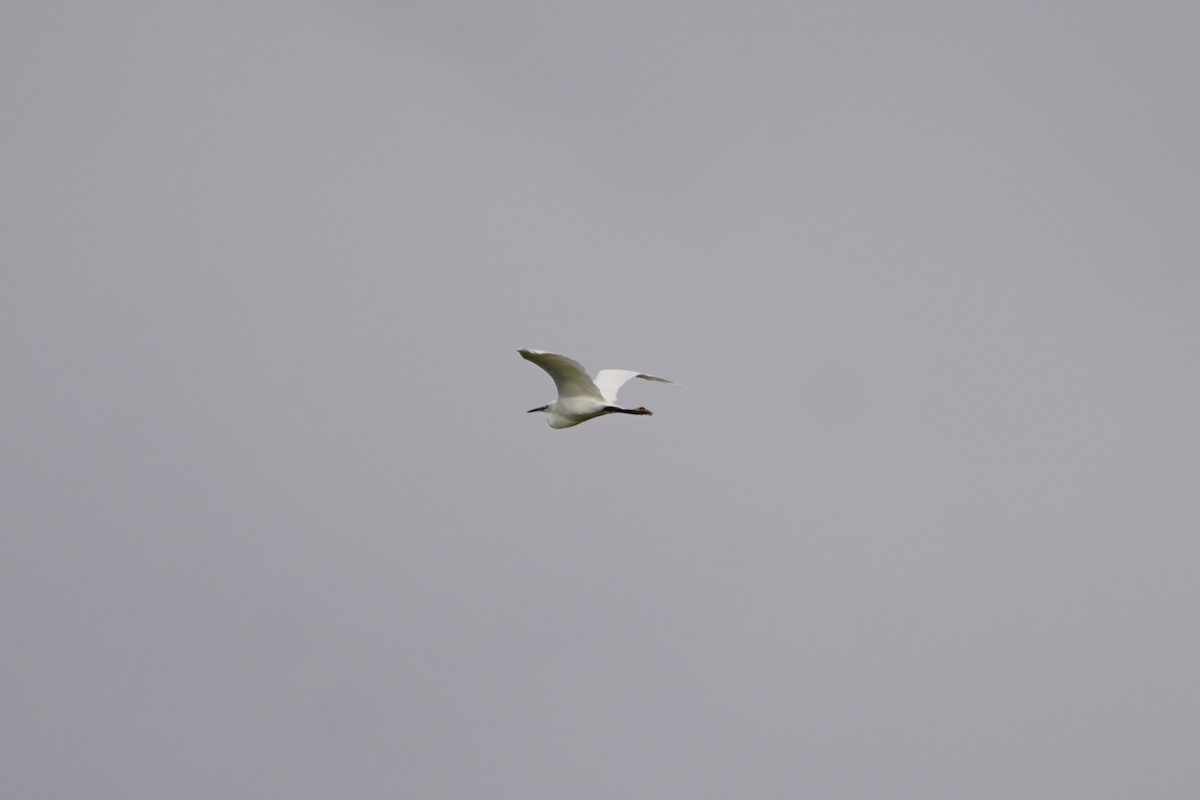 Little Egret - ML617247487