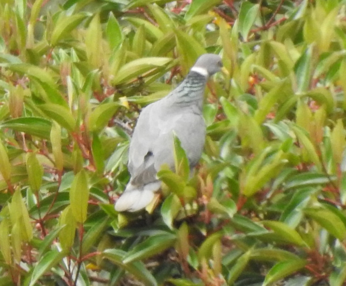 Band-tailed Pigeon - ML617247496