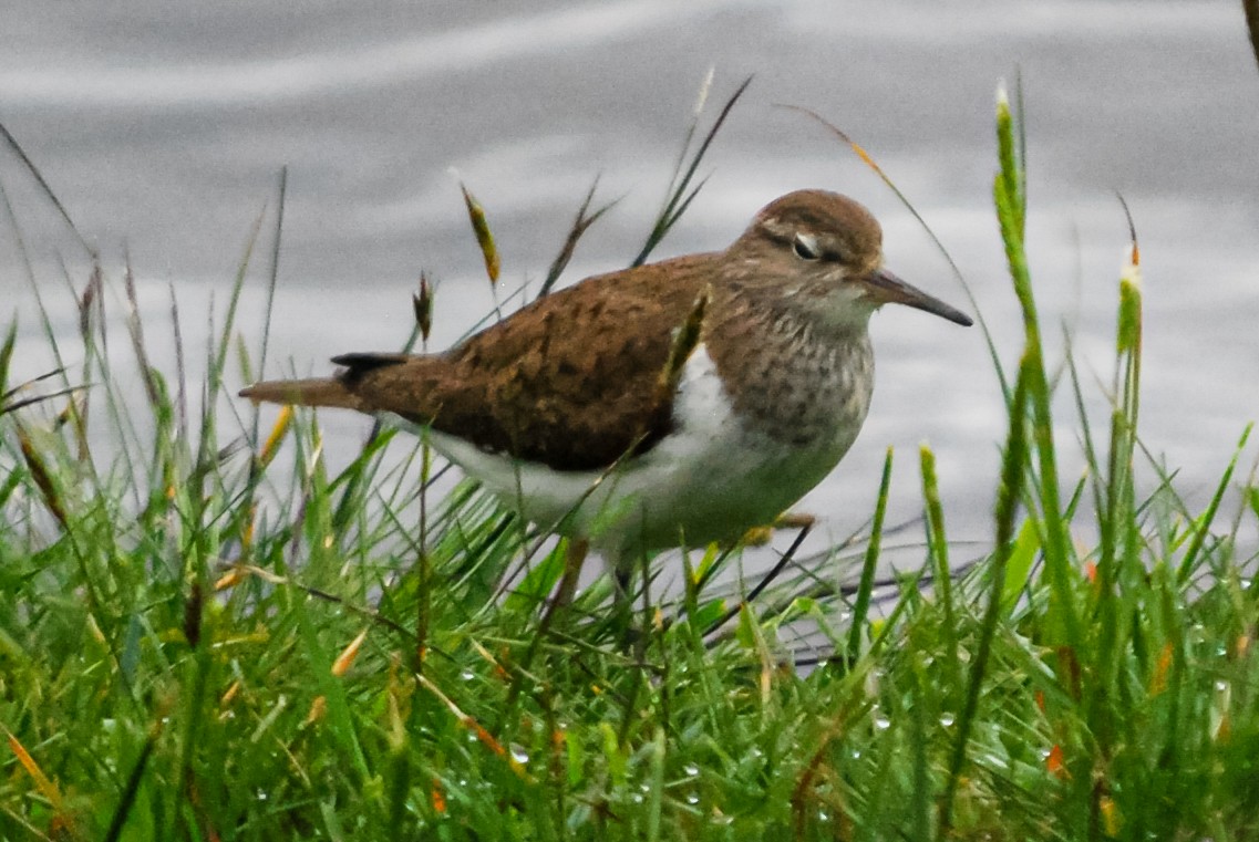 Common Sandpiper - Kurt Gaskill