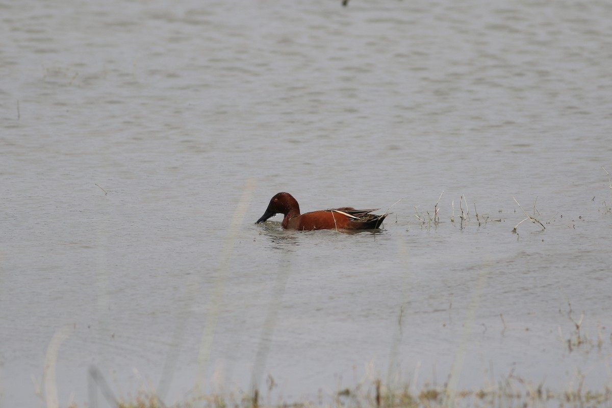 Cinnamon Teal - Richard Poort