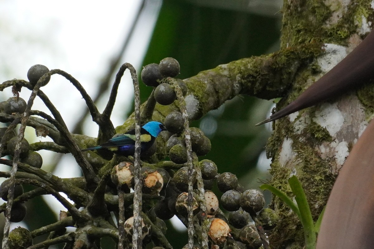 Blue-necked Tanager - Paul von Dewitz