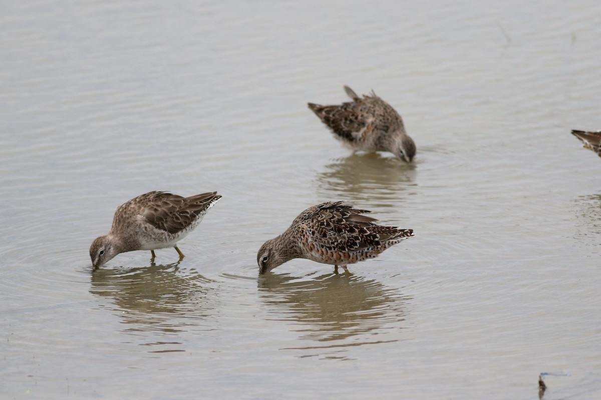 Long-billed Dowitcher - ML617247525