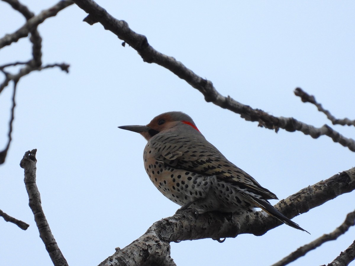 Northern Flicker - ML617247527