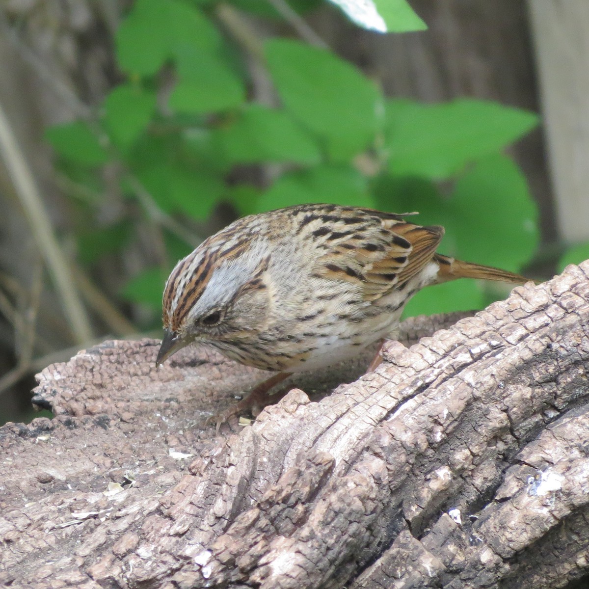 Lincoln's Sparrow - ML617247540