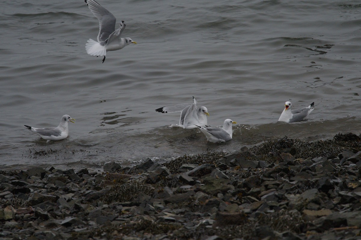 Black-legged Kittiwake - ML617247544