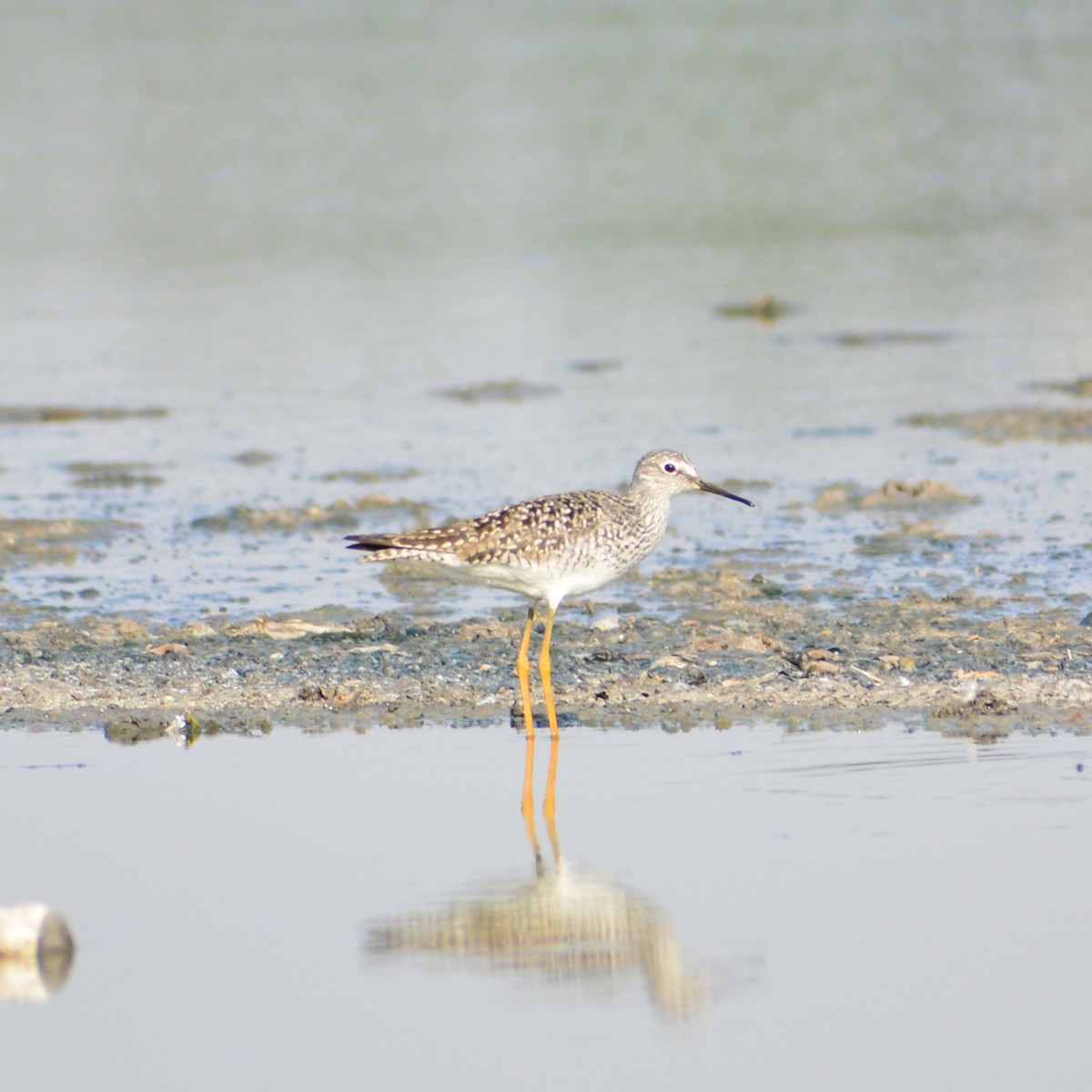 Greater Yellowlegs - Jessica Lopez