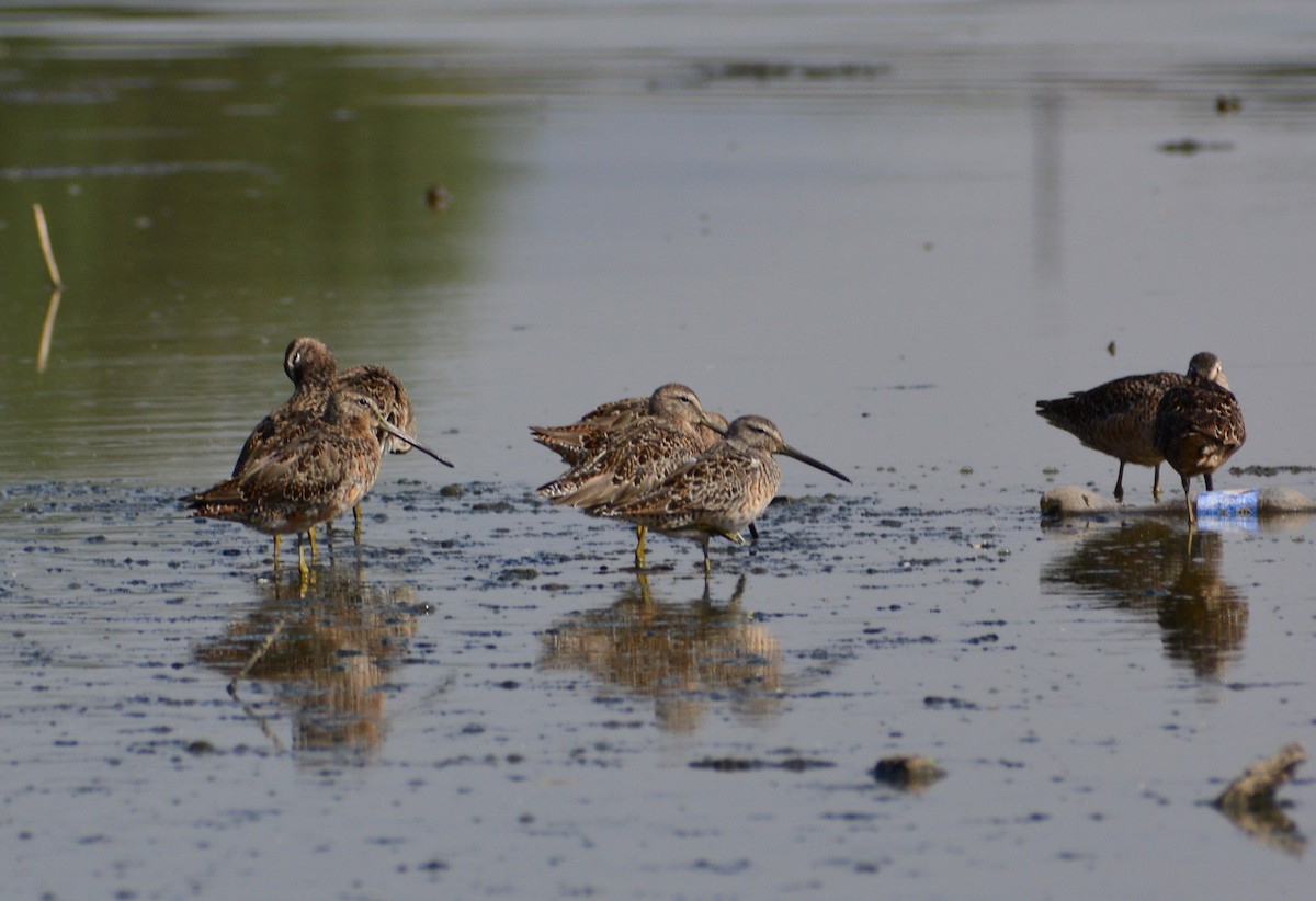 Long-billed Dowitcher - ML617247562