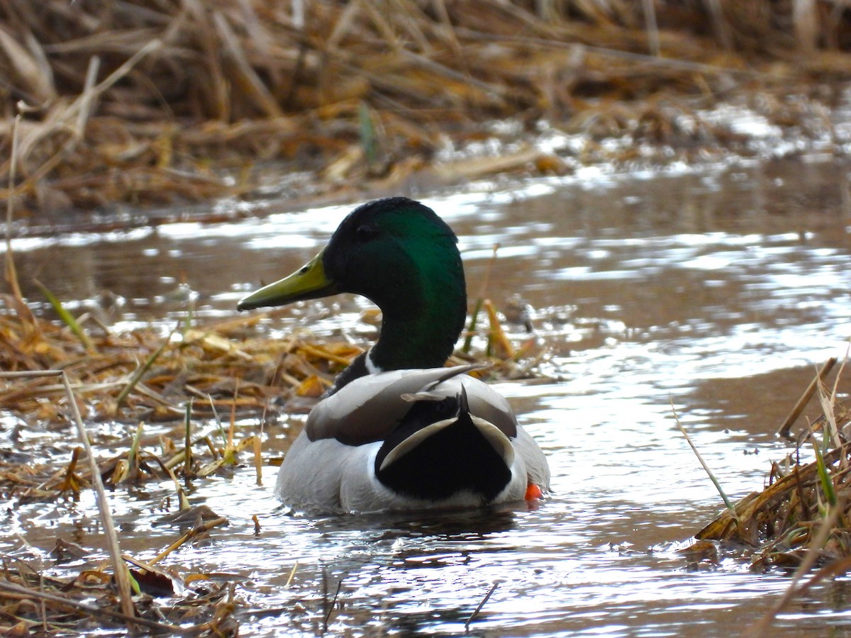Mallard - ML617247574