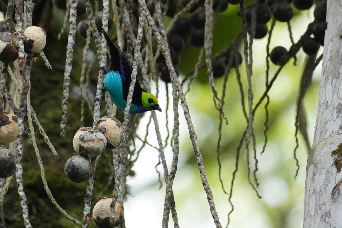 Paradise Tanager - Paul von Dewitz