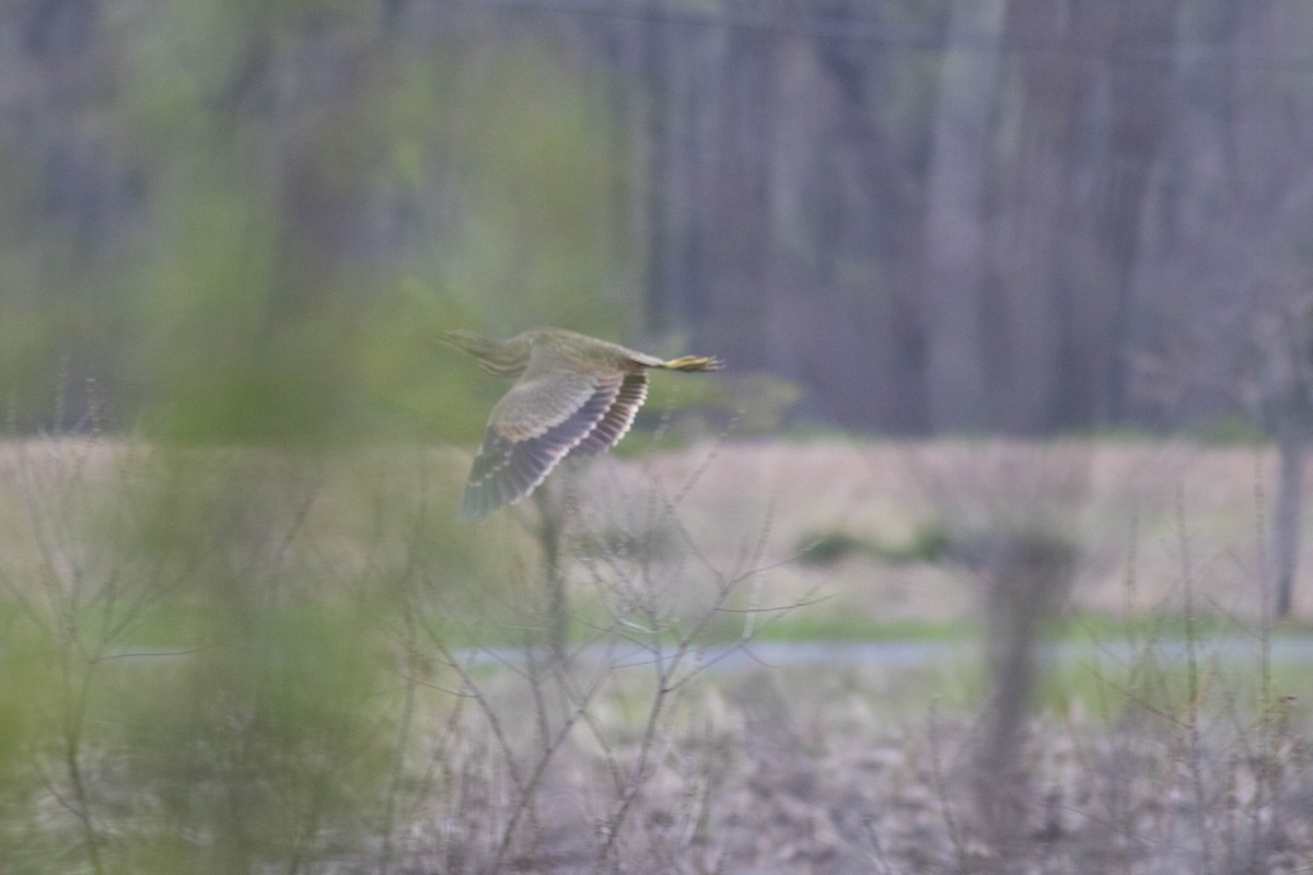 American Bittern - ML617247578