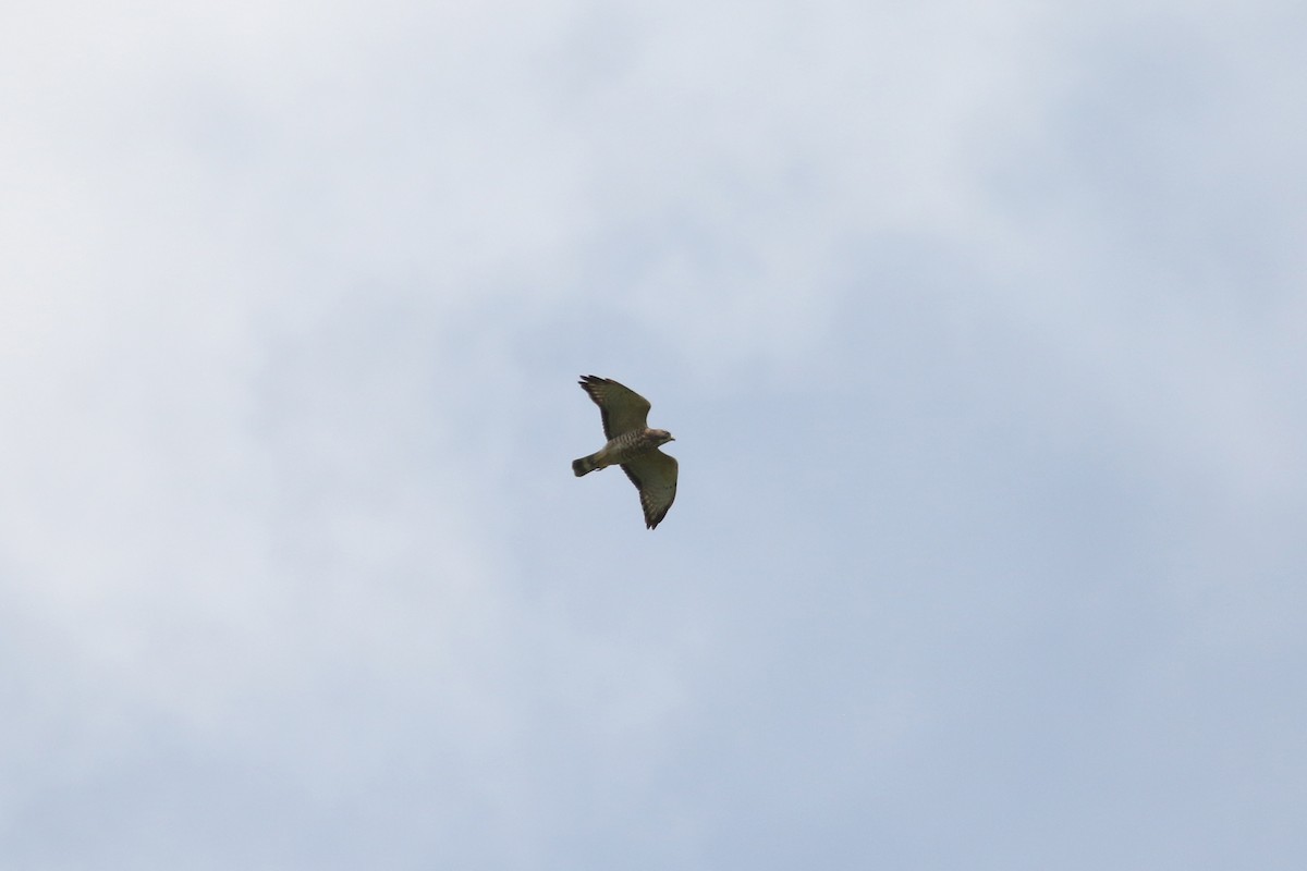 Broad-winged Hawk - ML617247579