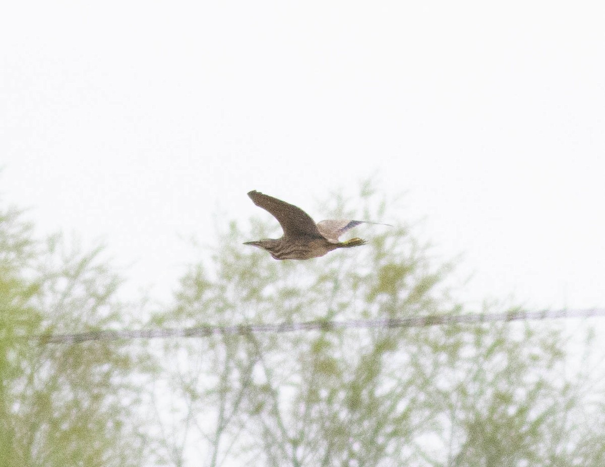 American Bittern - ML617247588