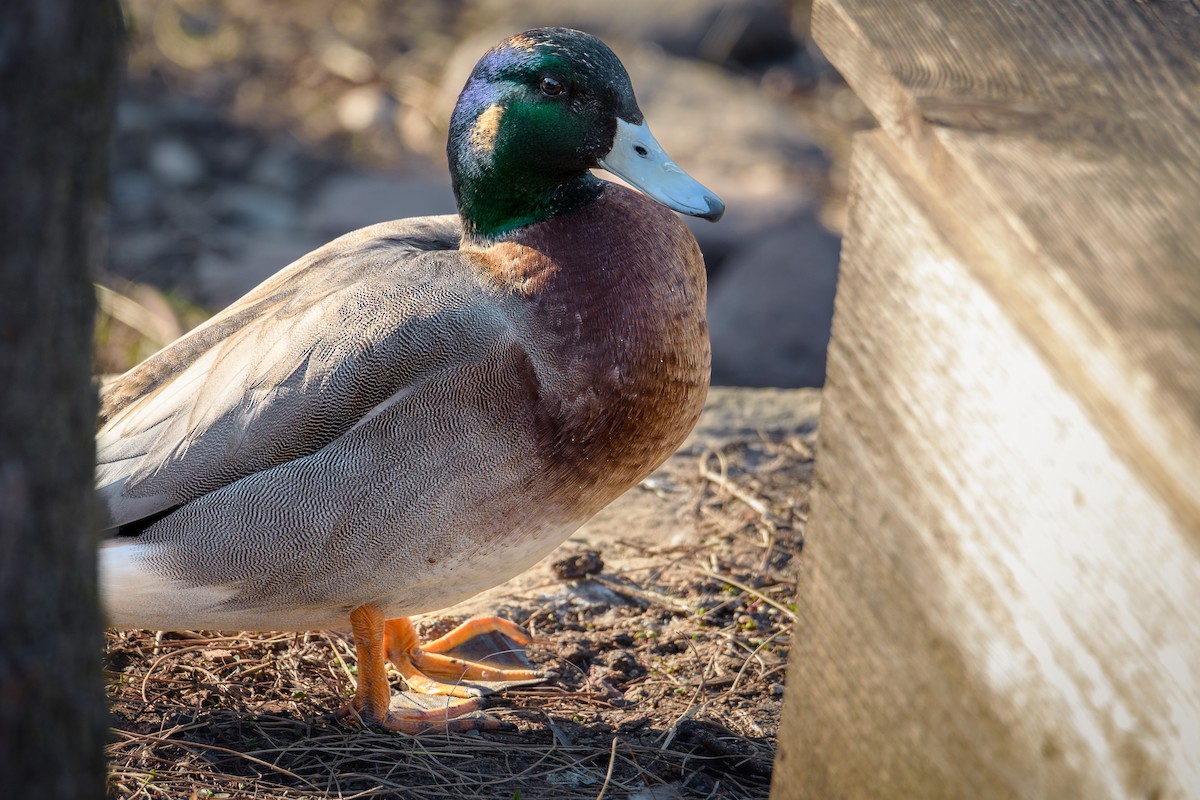 American Wigeon x Mallard (hybrid) - ML617247589