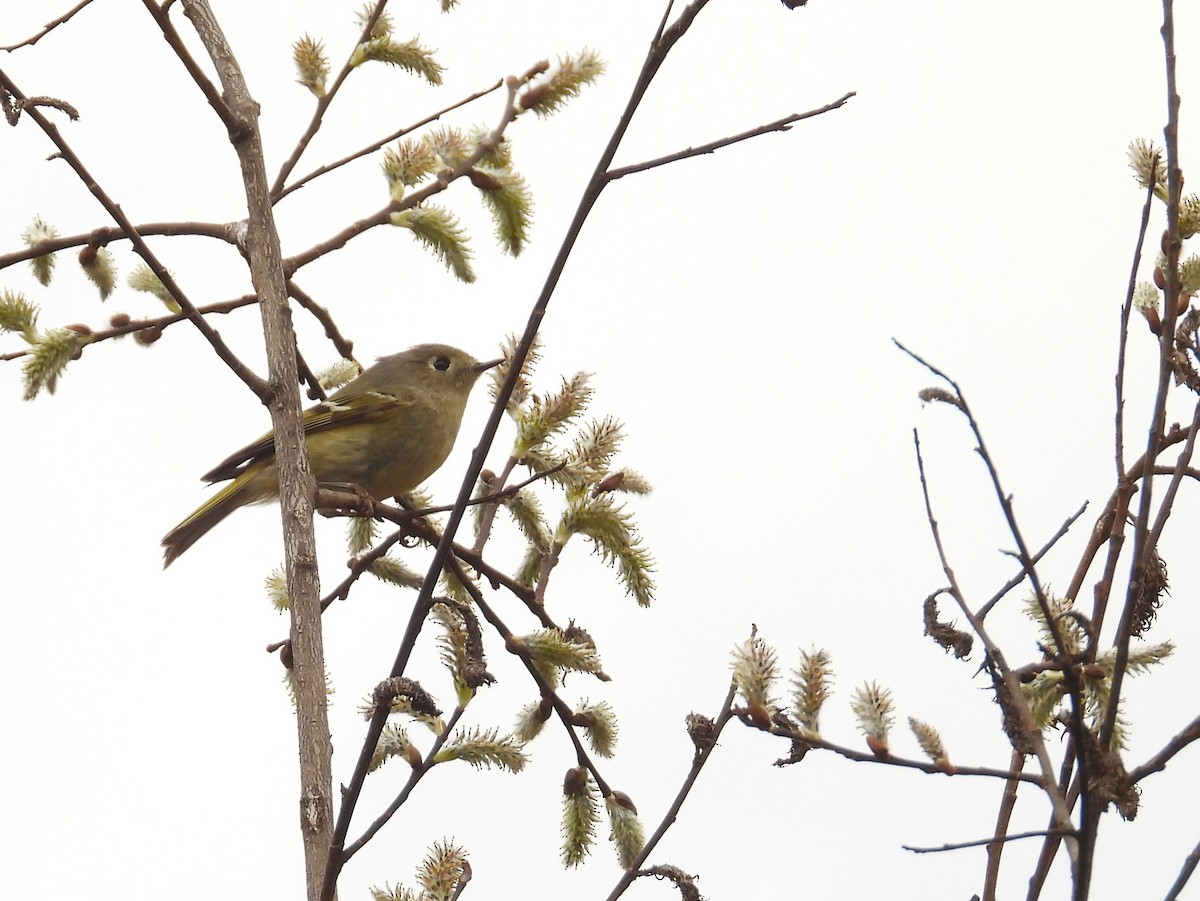 Ruby-crowned Kinglet - ML617247645