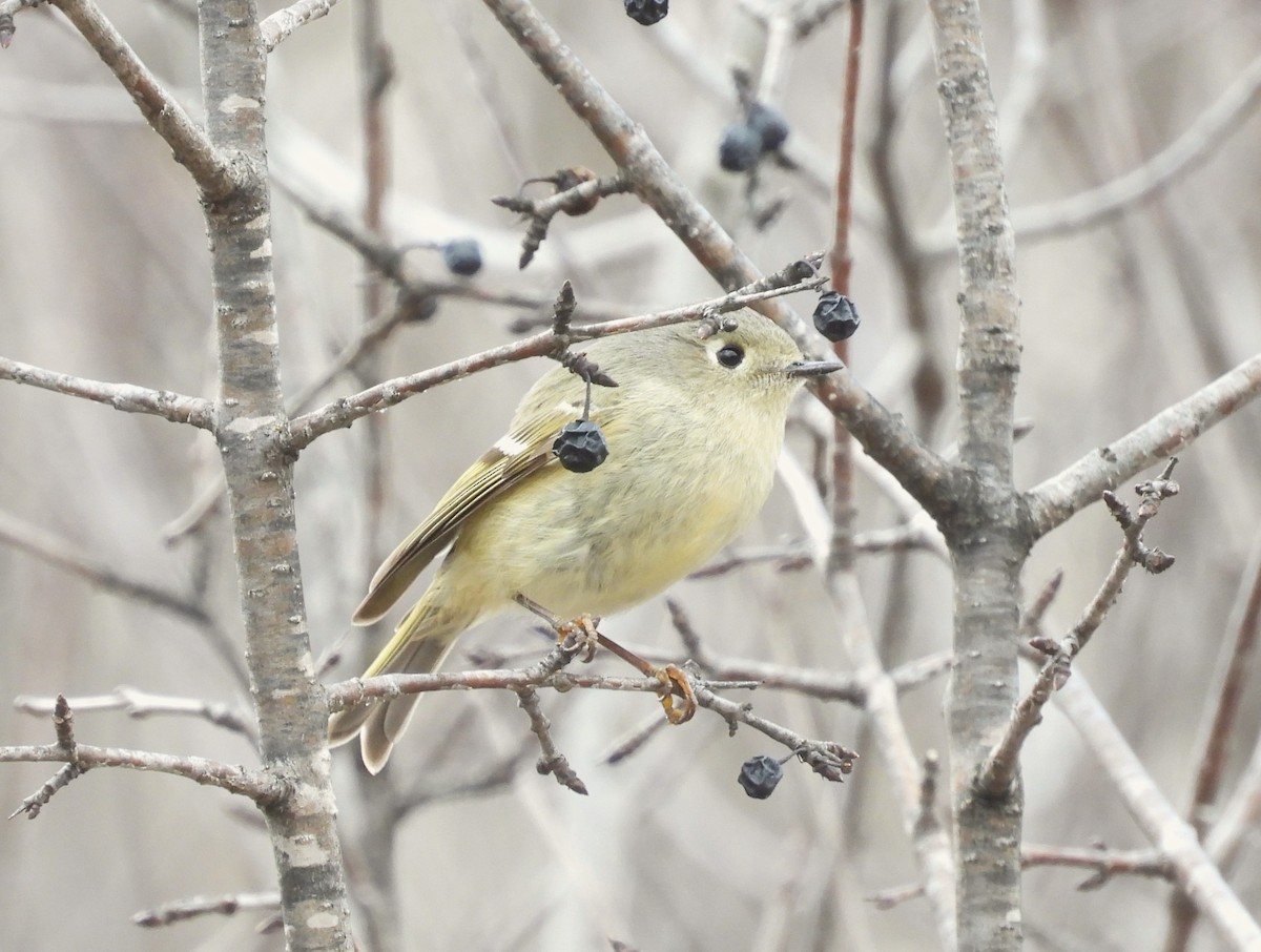 Ruby-crowned Kinglet - ML617247657