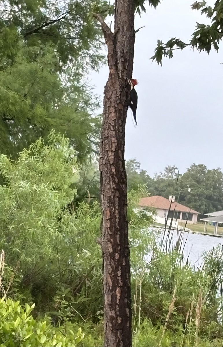 Pileated Woodpecker - Marian Jordan