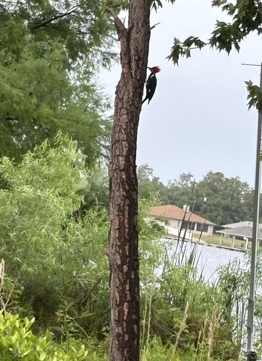 Pileated Woodpecker - ML617247709