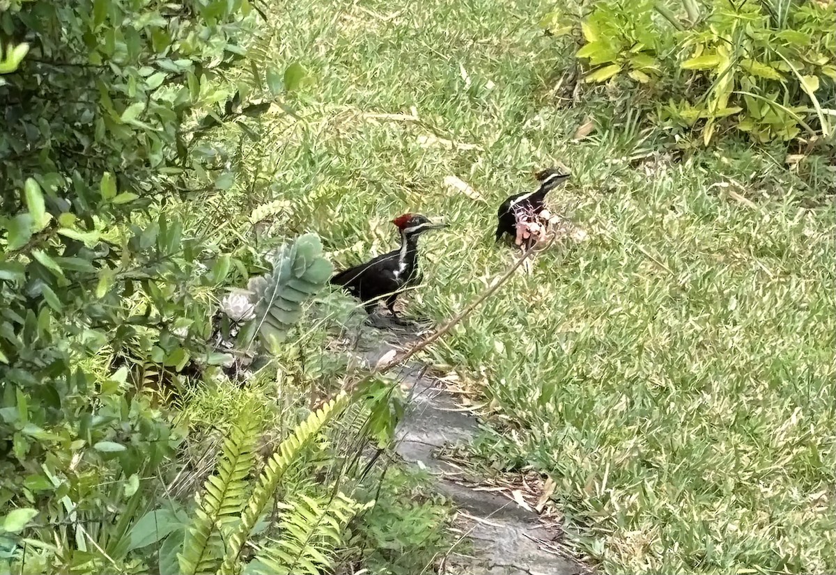 Pileated Woodpecker - Marian Jordan