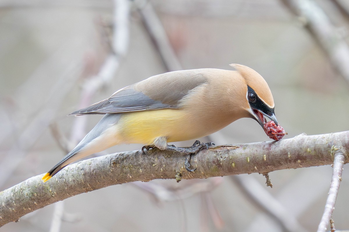 Cedar Waxwing - ML617247718