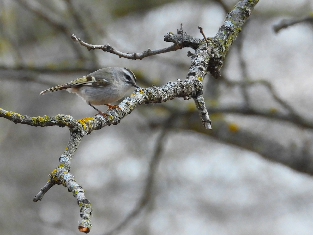 Golden-crowned Kinglet - ML617247724
