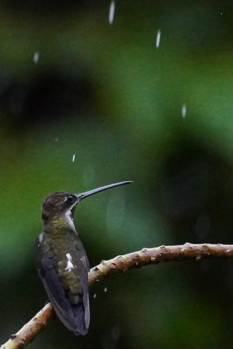 Long-billed Starthroat - ML617247746