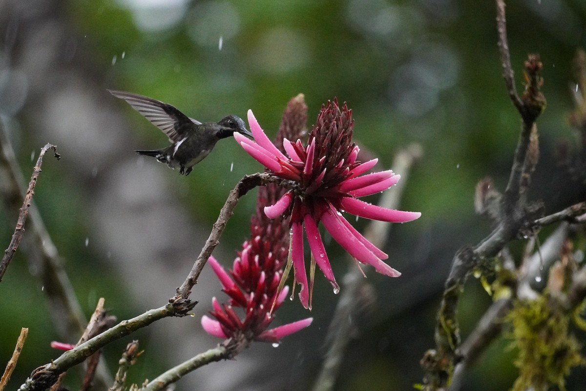 Long-billed Starthroat - ML617247757