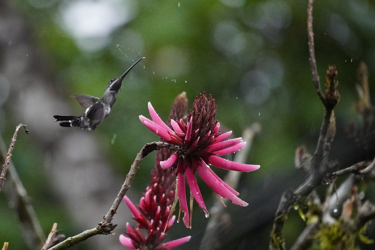 kolibřík hvězdohrdlý - ML617247786