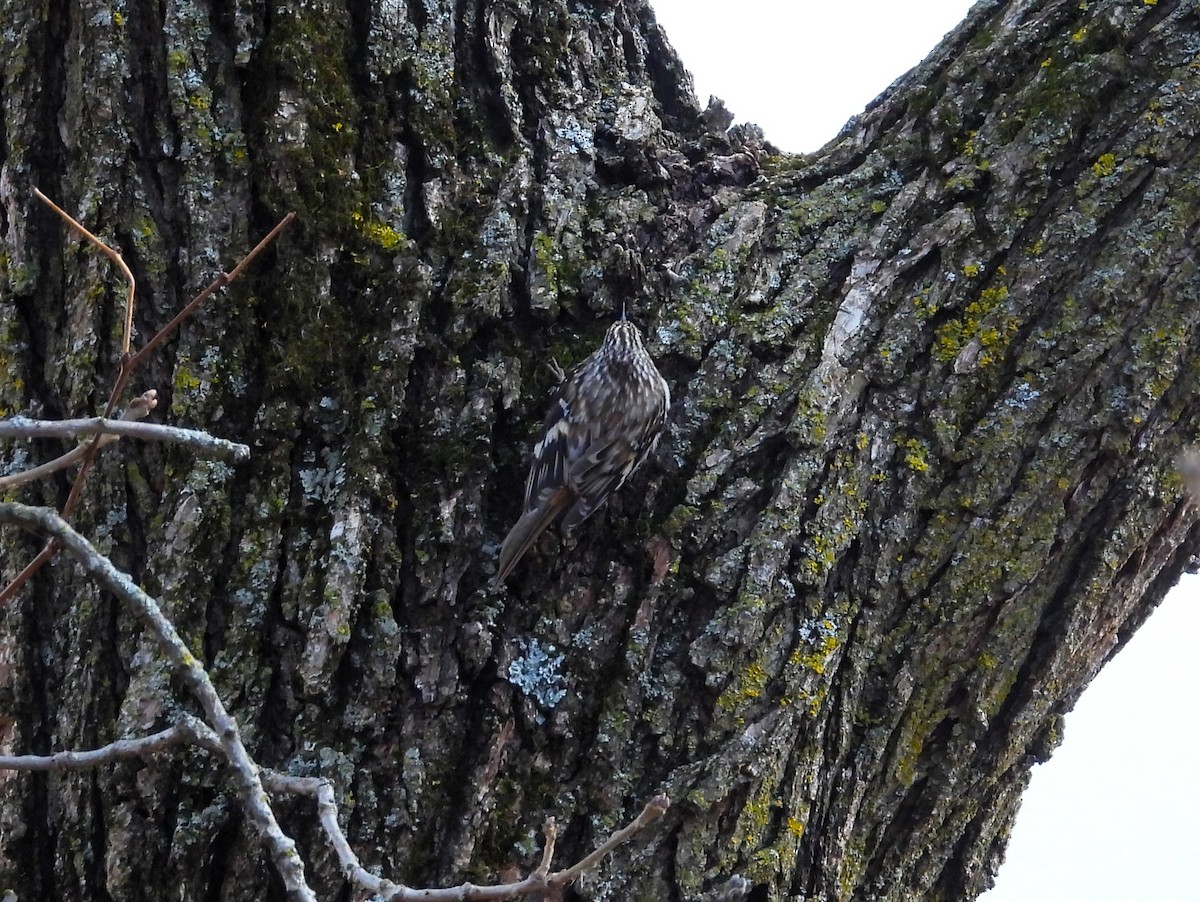 Brown Creeper - ML617247794