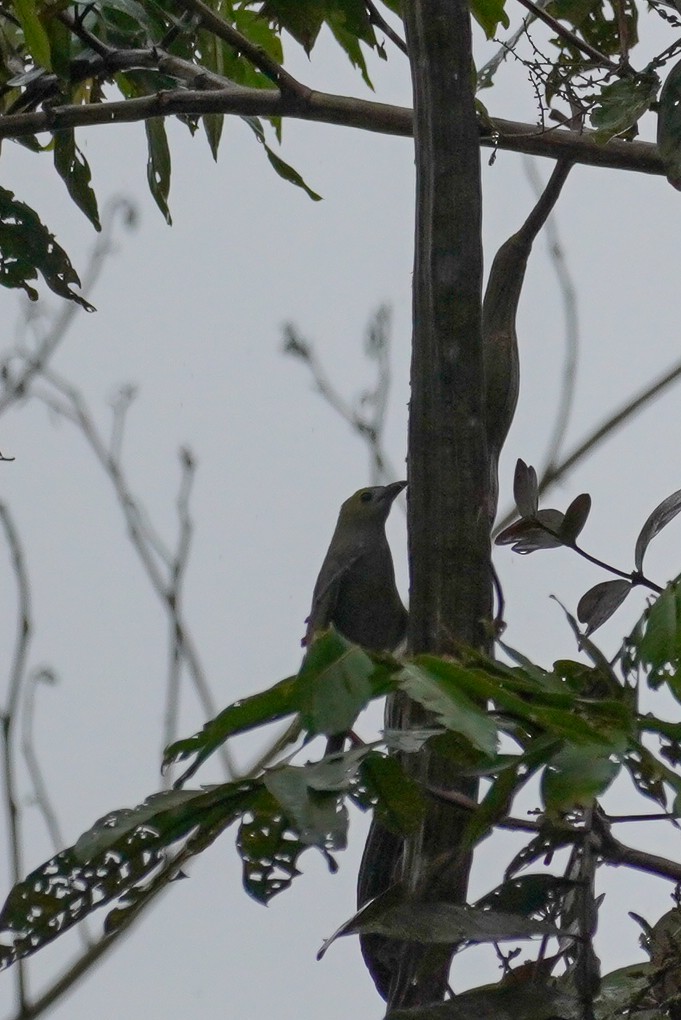 Palm Tanager - Paul von Dewitz