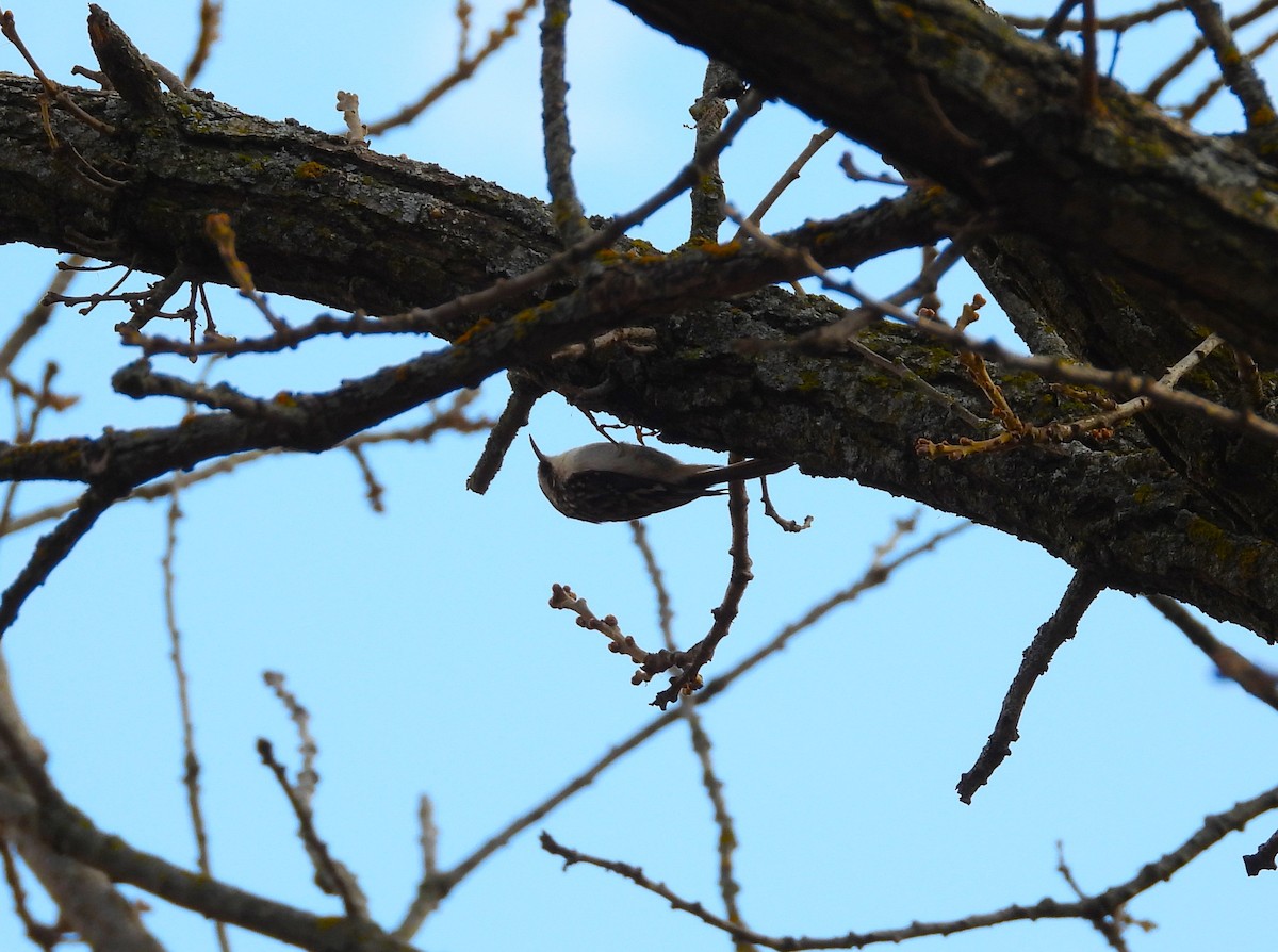 Brown Creeper - ML617247824
