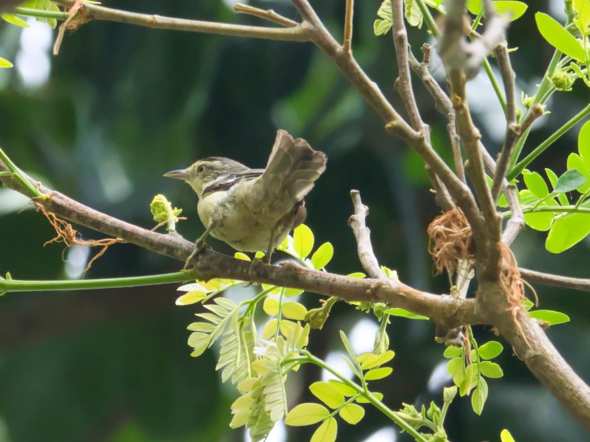 Double-banded Graytail - ML617247868