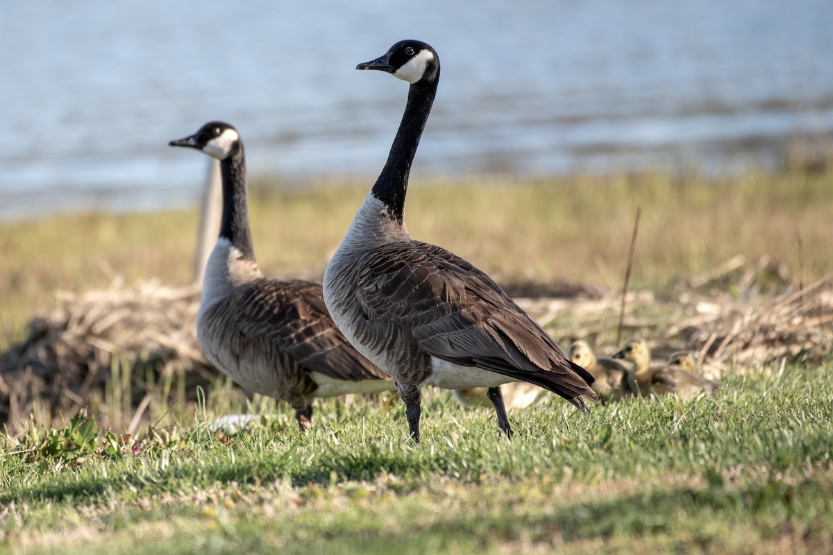 Canada Goose - ML617247871