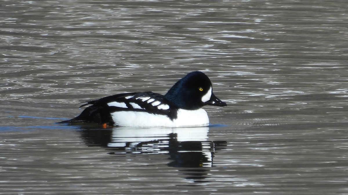 Barrow's Goldeneye - Tresa Moulton