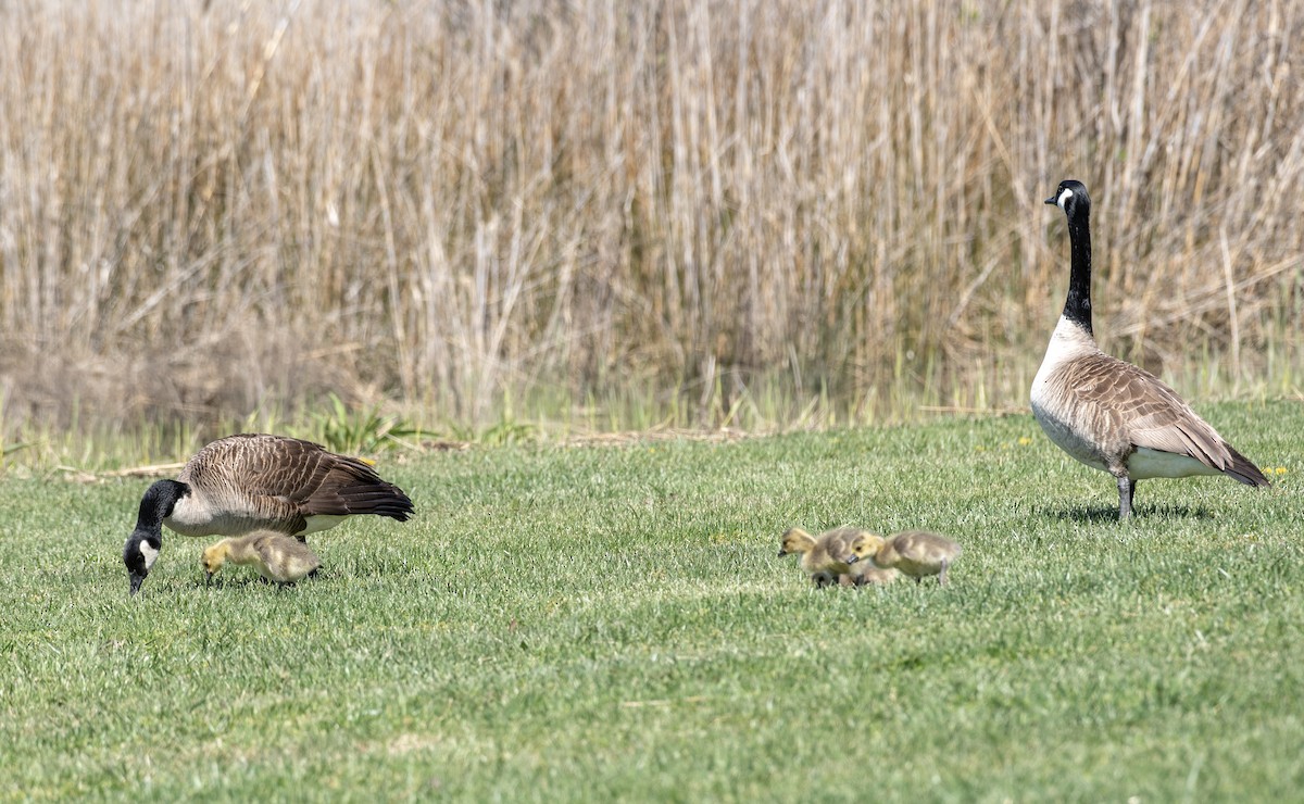 Canada Goose - ML617247916